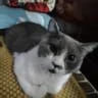Abagail