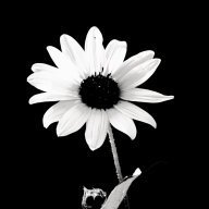 Rosalind Kuhic