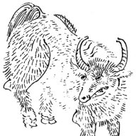 Dante Nikolaus