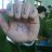 Tabitha Crist V